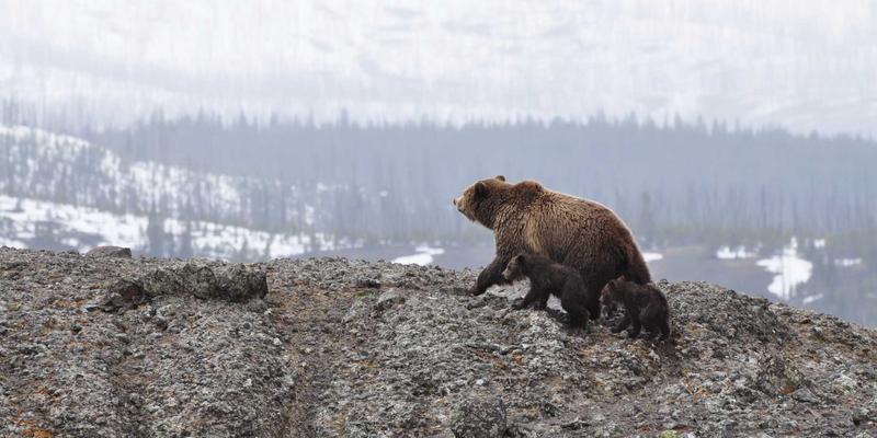 企业并购中的法律尽职调查要点：聚焦知识产权与商标注册风险规避