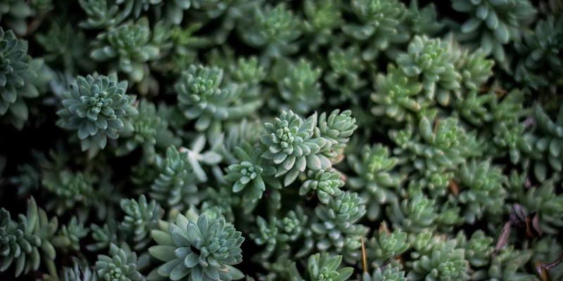 医疗器械注册与临床试验中的法规遵循及法律风险防范：专业法律服务的核心价值