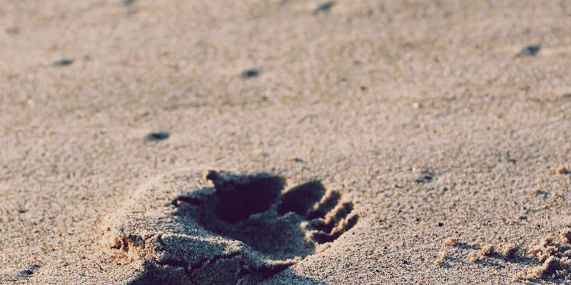 房地产项目收购尽职调查：为何商标注册与专利申请等知识产权审查不容忽视？