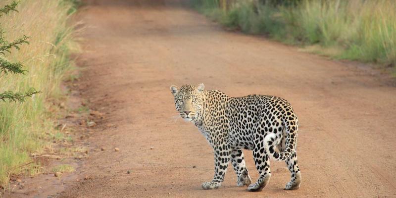 知识产权保护新纪元：为何选择首信律所的专业法律咨询